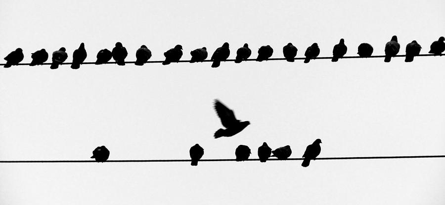 Birds on a Wire Photograph by David T Wilkinson