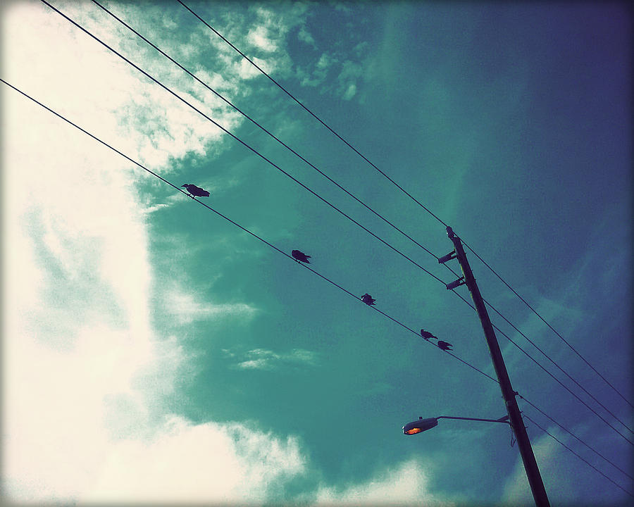 Paradise Photograph - Birds on a Wire I by Chris Andruskiewicz