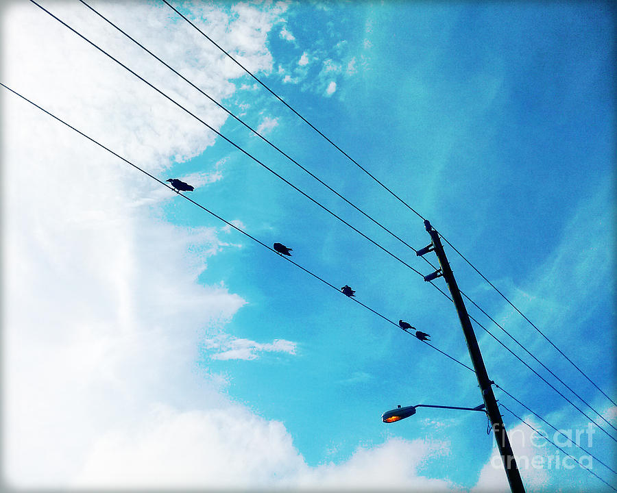 Birds on a Wire III Photograph by Chris Andruskiewicz