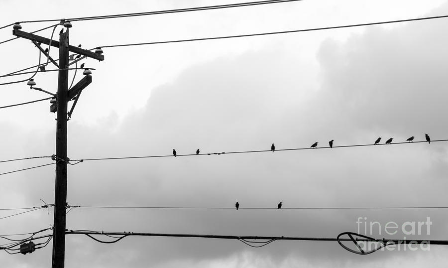 Birds on a Wire Photograph by Imagery by Charly