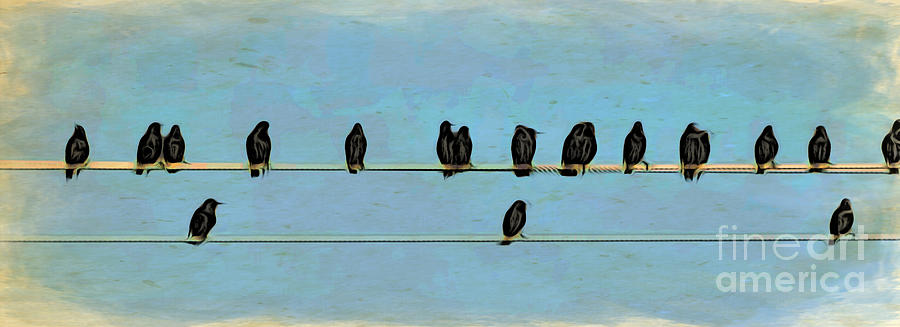 Birds On A Wire Painting by Jacklyn Duryea Fraizer
