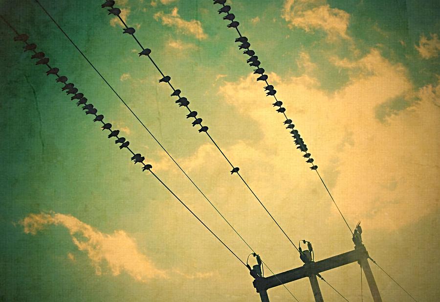 Birds on a wire Photograph by Marysue Ryan