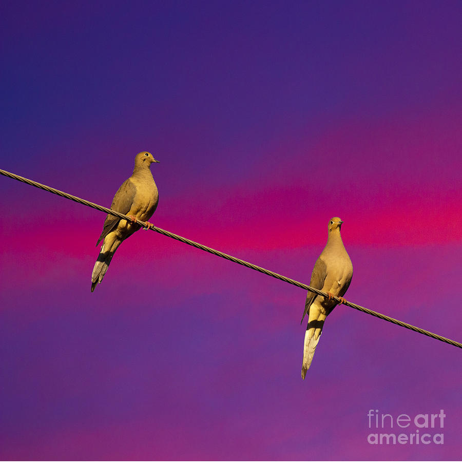 Dove Photograph - Birds on a Wire by Michael Waters