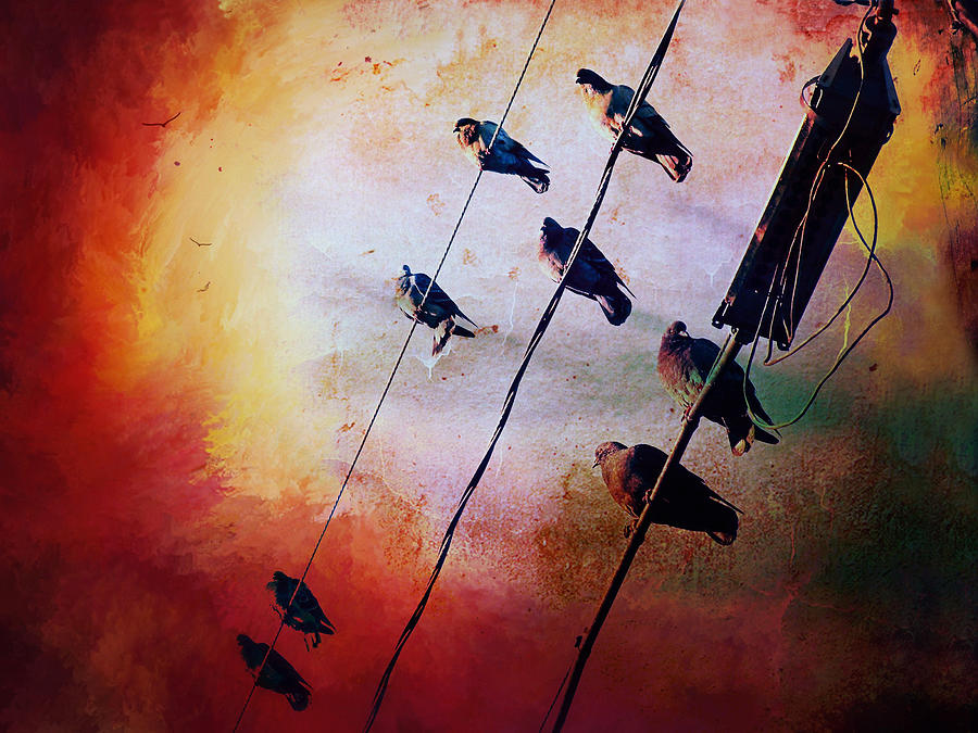 Birds On A Wire Photograph by Micki Findlay