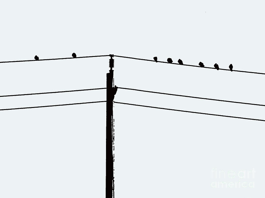 Birds on a Wire Photograph by Nina Silver