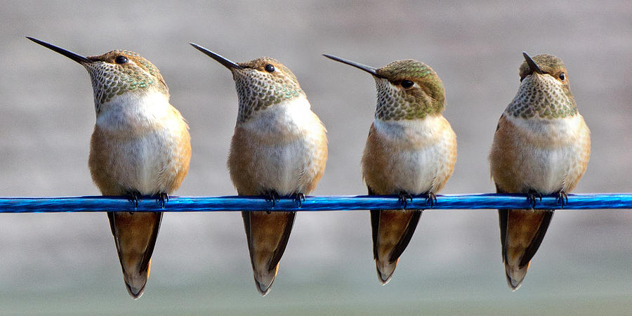 Wildlife Photograph - Birds on a Wire by Randy Hall