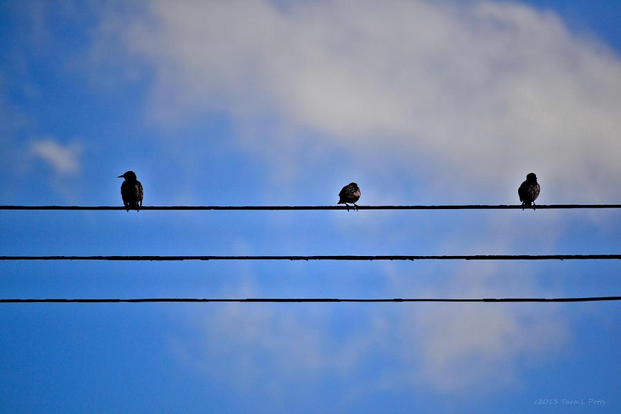 Birds on a Wire Photograph by Tara Potts