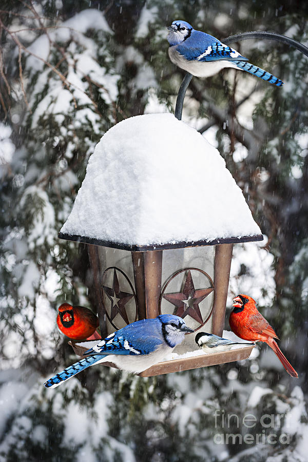Birds On Bird Feeder In Winter Photograph