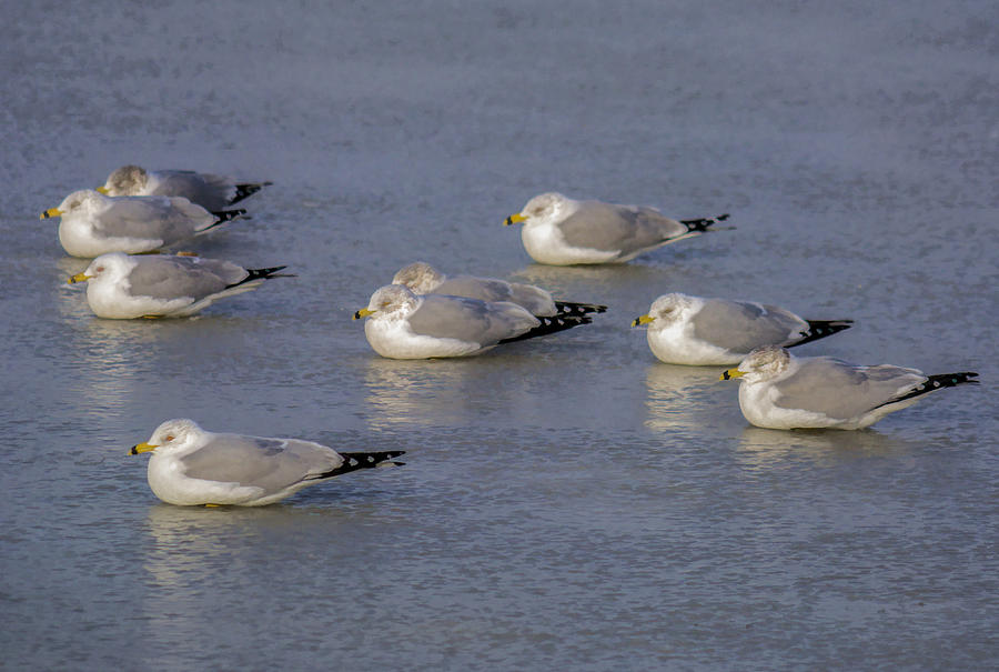 Birds On Ice Photograph by Cathy Kovarik