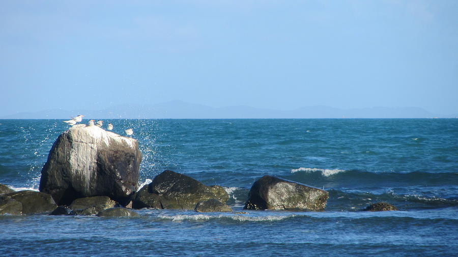 Birds on Rocks with Waves Photograph by Anita Burgermeister