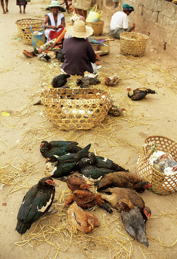 Duck Photograph - Birds On Sale At A Madagascan Market by Sinclair Stammers/science Photo Library