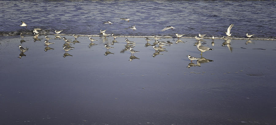 Bird Photograph - Birds on Shore by Mauricio Jimenez
