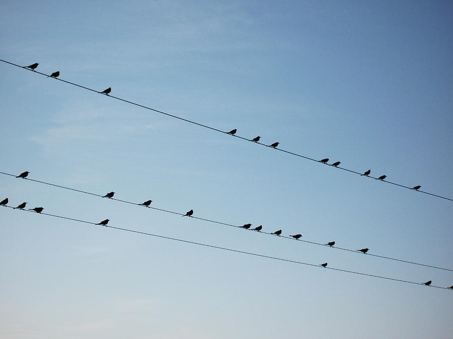Birds on telephone lines Photograph by Carl Purcell Fine Art America