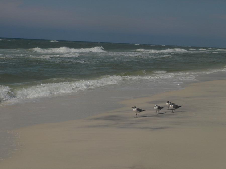 Birds on the Beach Photograph by Jo Jurkiewicz