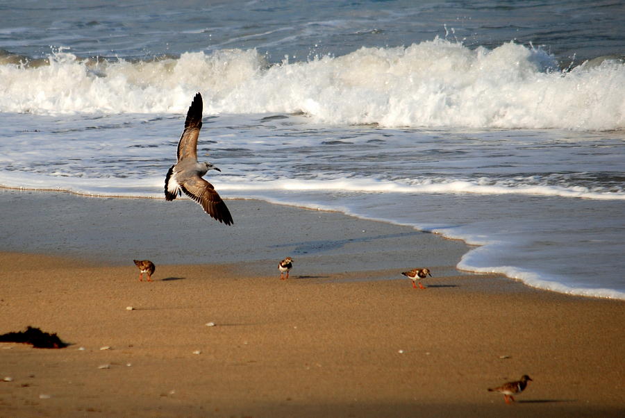 Birds on the Beach Photograph by Larry Ward