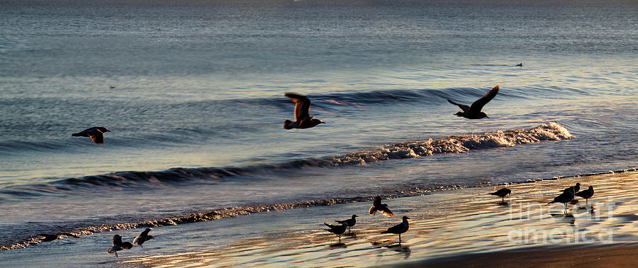 Birds on the Beach Point Reyes National Seashore Digital Art by Wernher Krutein
