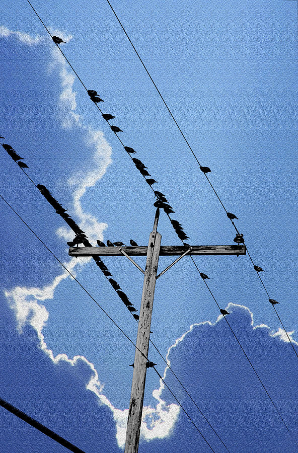 Bird Photograph - Birds on the Line by Mike Flynn