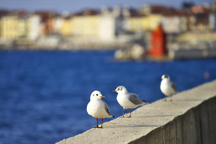 Birds on the wall Photograph by Ivan Slosar