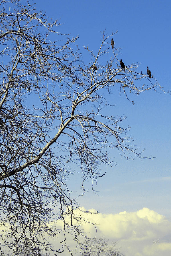 Nature Photograph - Birds On Tree by Ben and Raisa Gertsberg