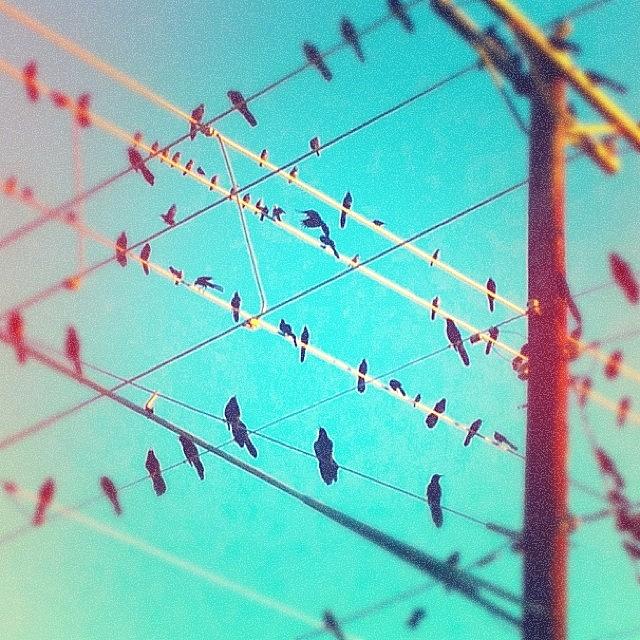 Bird Photograph - #birds On Wire #vintique by Greta Olivas