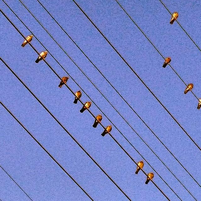 Birds On Wires  Above Fountain Photograph by Jack Hunter Cohen