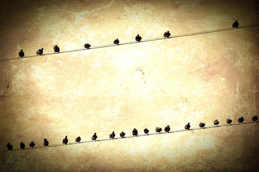Birds on Wires Photograph by Anne Thurston