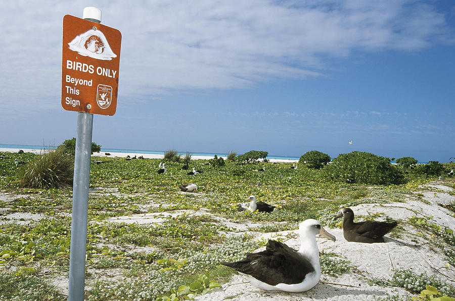Birds Only Beyond This Point  Hawaii Photograph by Tui De Roy