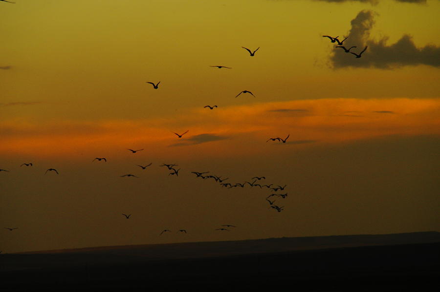 Birds Over Medicine Lake At Dusk Photograph