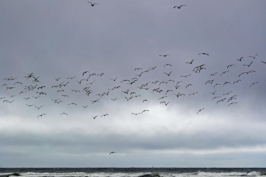 Birds over the Pacific Photograph by Tikvahs Hope