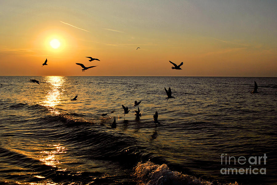 Seagull Photograph - Birds over waves on Baltic sea by Maja Sokolowska