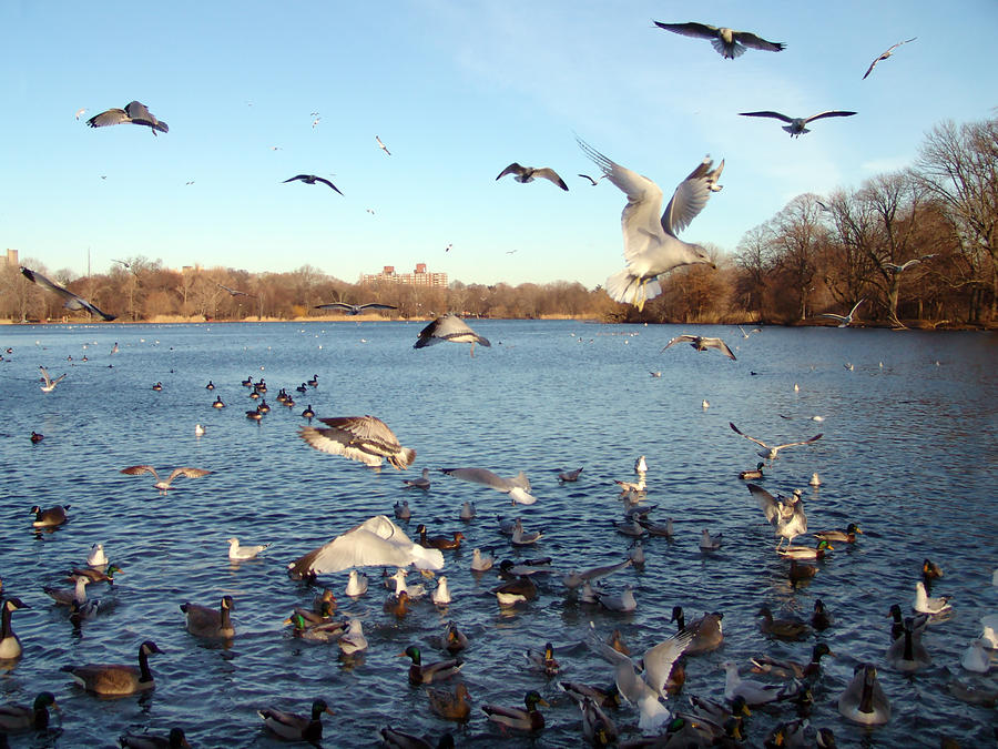 Birds Prospect Park Pond NYC Photograph by Keith Thomson