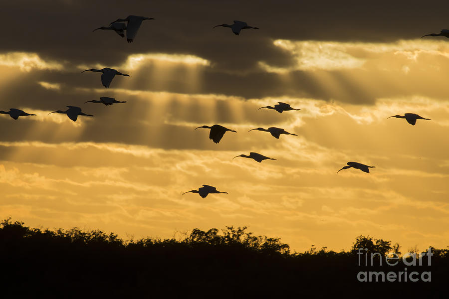 Birds returning to roost at sunset in Everglades Photograph by Dan Friend