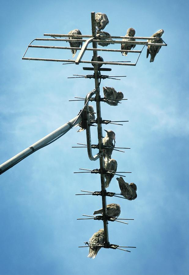 Birds Roosting On A Television Aerial Photograph by Tim Vernon