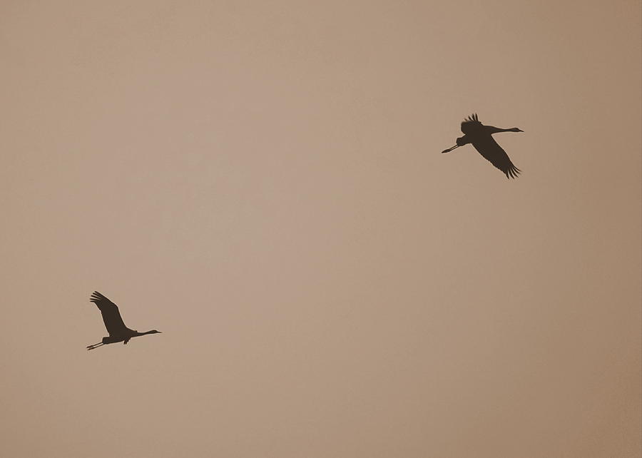 Birds With Brown Sky Photograph by Rita Adams