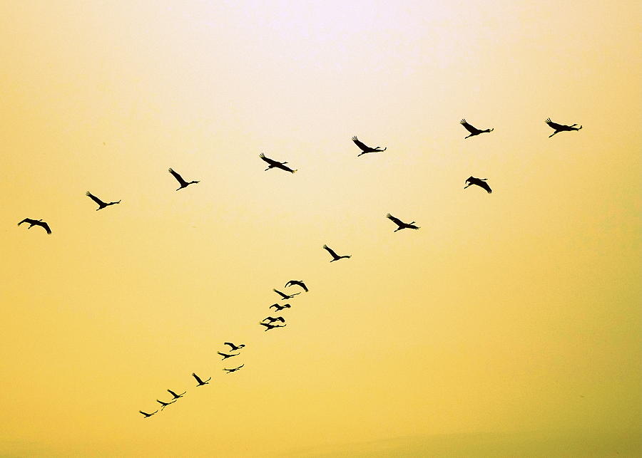 Birds Yellow Sky Photograph by Rita Adams