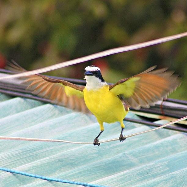 Bird Photograph - #birds #yellowbreasted #costarica by Kayla  Pearson