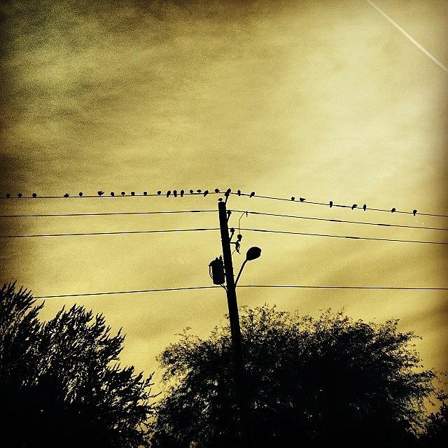 Tree Photograph - #birdsonawire #wire #birdwatching by M Martin