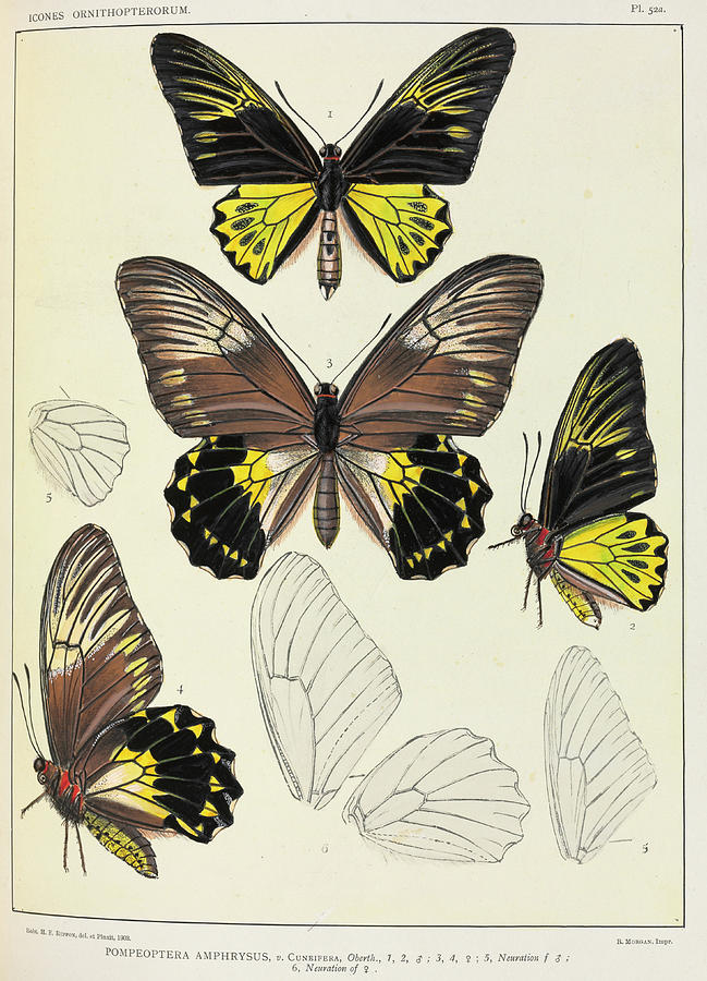 Wildlife Photograph - Birdwing Butterflies by Natural History Museum, London/science Photo Library