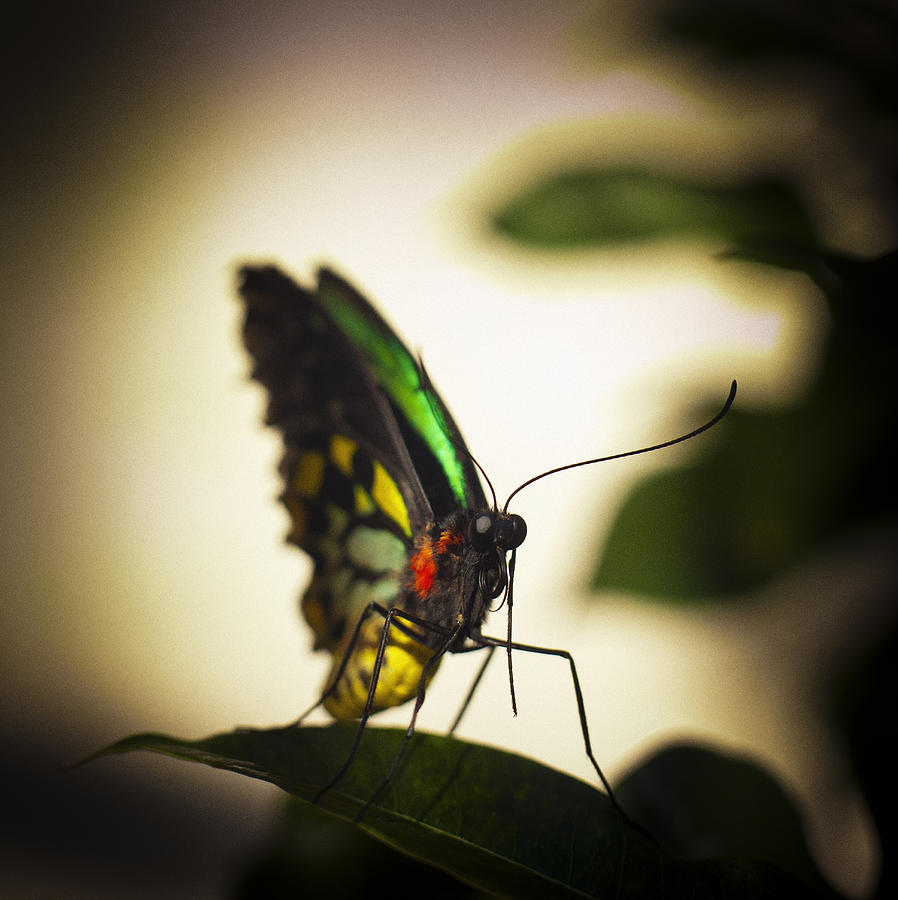 Butterfly Photograph - Birdwing Butterfly by Bradley R Youngberg