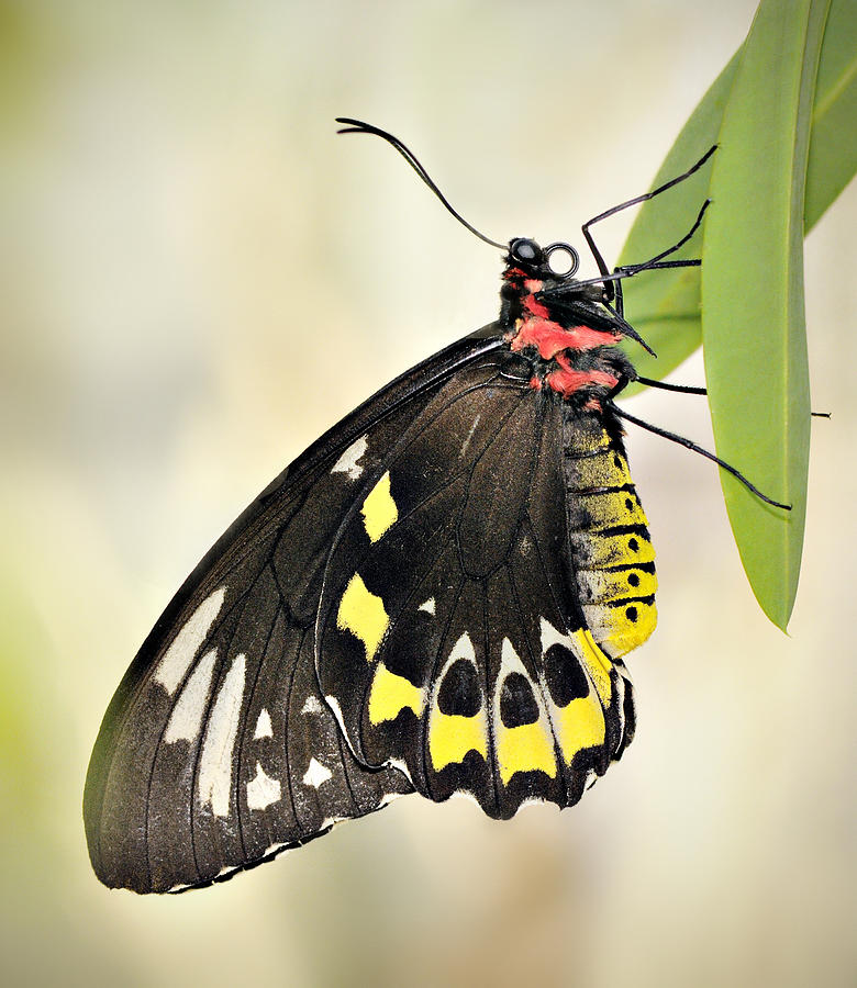Birdwing Butterfly Photograph by Carol Eade