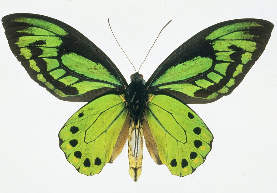 Birdwing Butterfly Photograph by Natural History Museum, London/science Photo Library