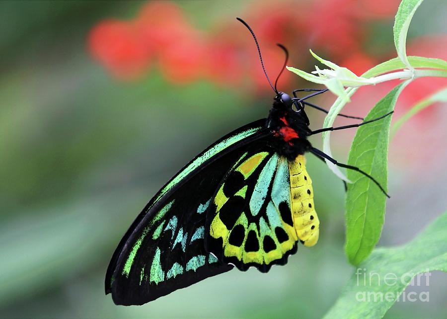 Birdwing Butterfly Photograph by Sabrina L Ryan
