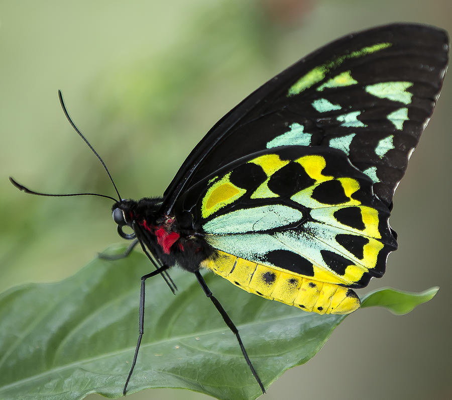 Birdwing Butterfly Photograph by Sean Allen