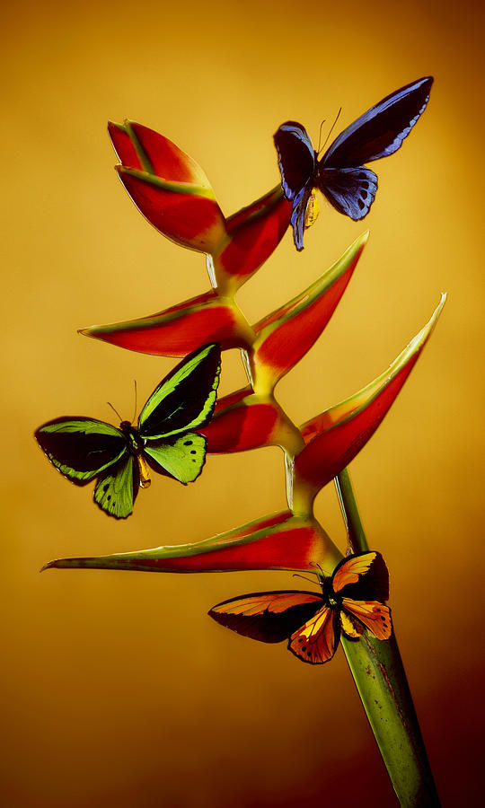 Birdwing On Heliconia Photograph by Kirk Ellison