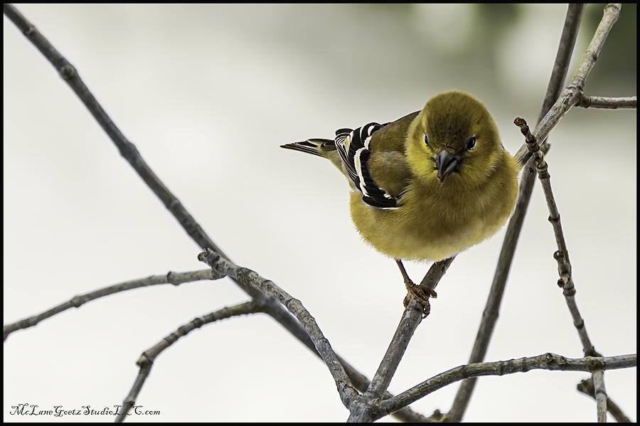 Nature Photograph - Birdy Birdy Goldfinch by LeeAnn McLaneGoetz McLaneGoetzStudioLLCcom