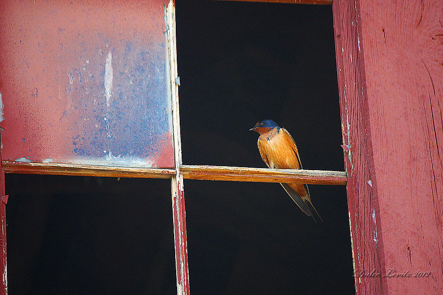 Bird Photograph - Birdy in the Window H by Dulce Levitz