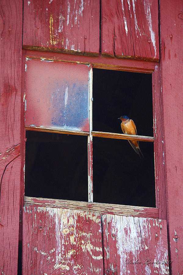 Birdy In The Window V Photograph