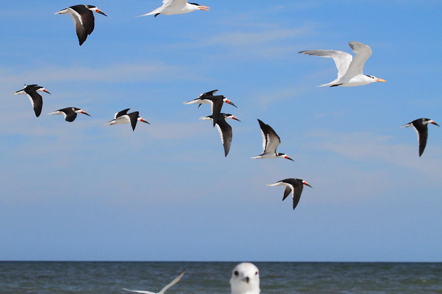Seagull Photograph - Birdy Photobomb by Cathy Lindsey
