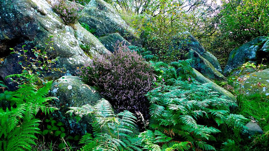 Landscape Photograph - Birk Crag Foliage by Dwight Pinkley