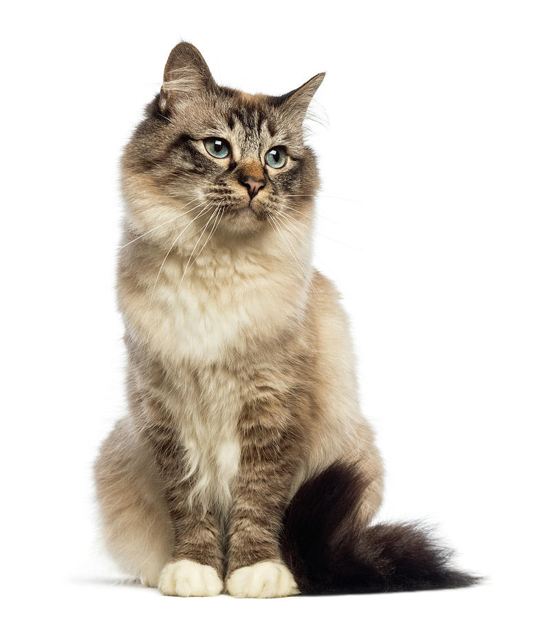 Birman Sitting And Looking Away Photograph by Life On White Birman Sitting And Looking Away Photograph by Life On White